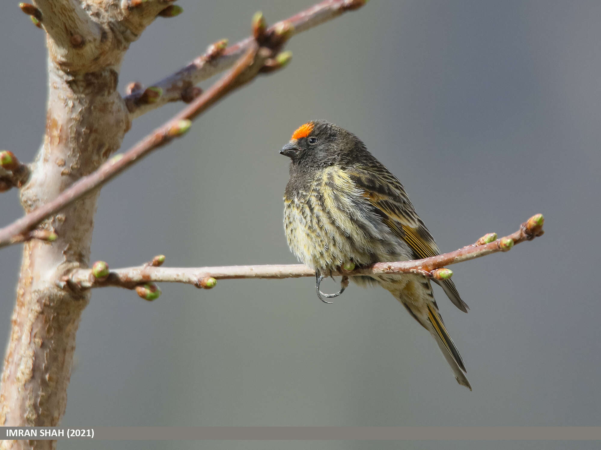 Image of Fire-fronted Serin