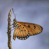 Image of Acraea terpsicore