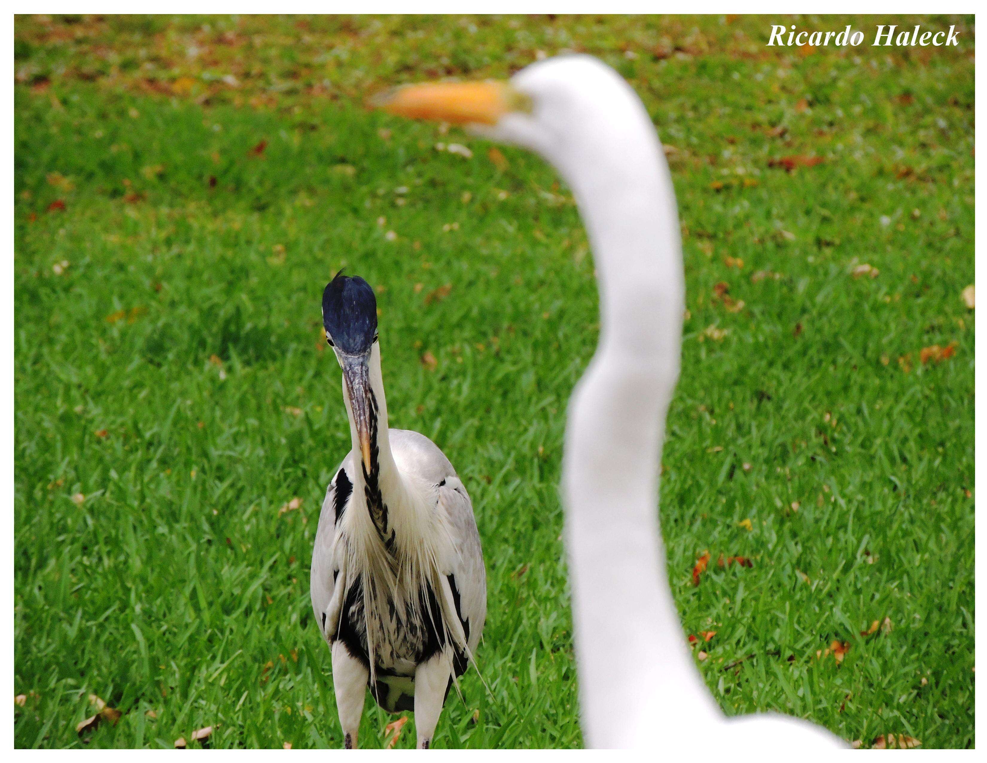 Image of Cocoi Heron