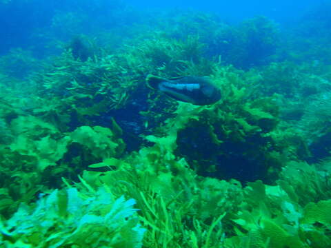 Image of Brown spotted wrasse