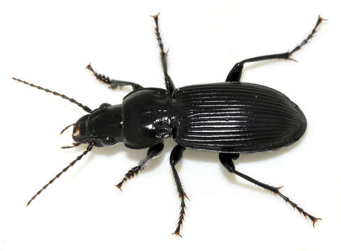 Plancia ëd Pterostichus (Petrophilus) melanarius (Illiger 1798)