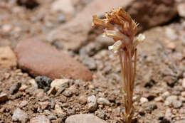 Image of clustered broomrape