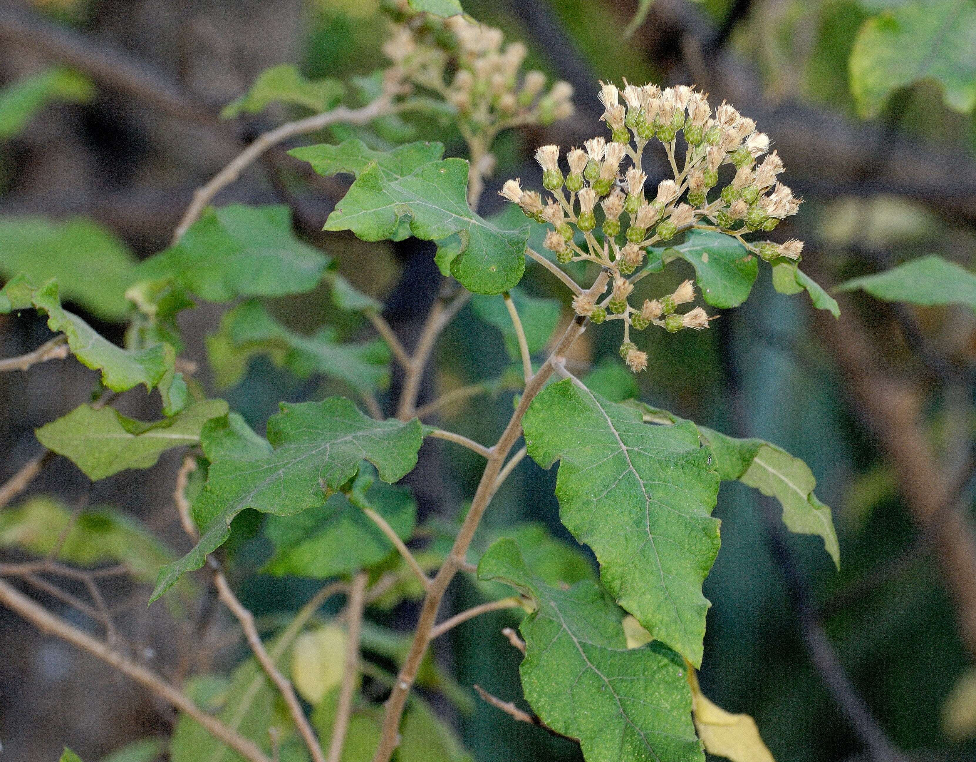 Image of Lowveld bitter-tea