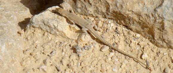 Image of Small-spotted lizard