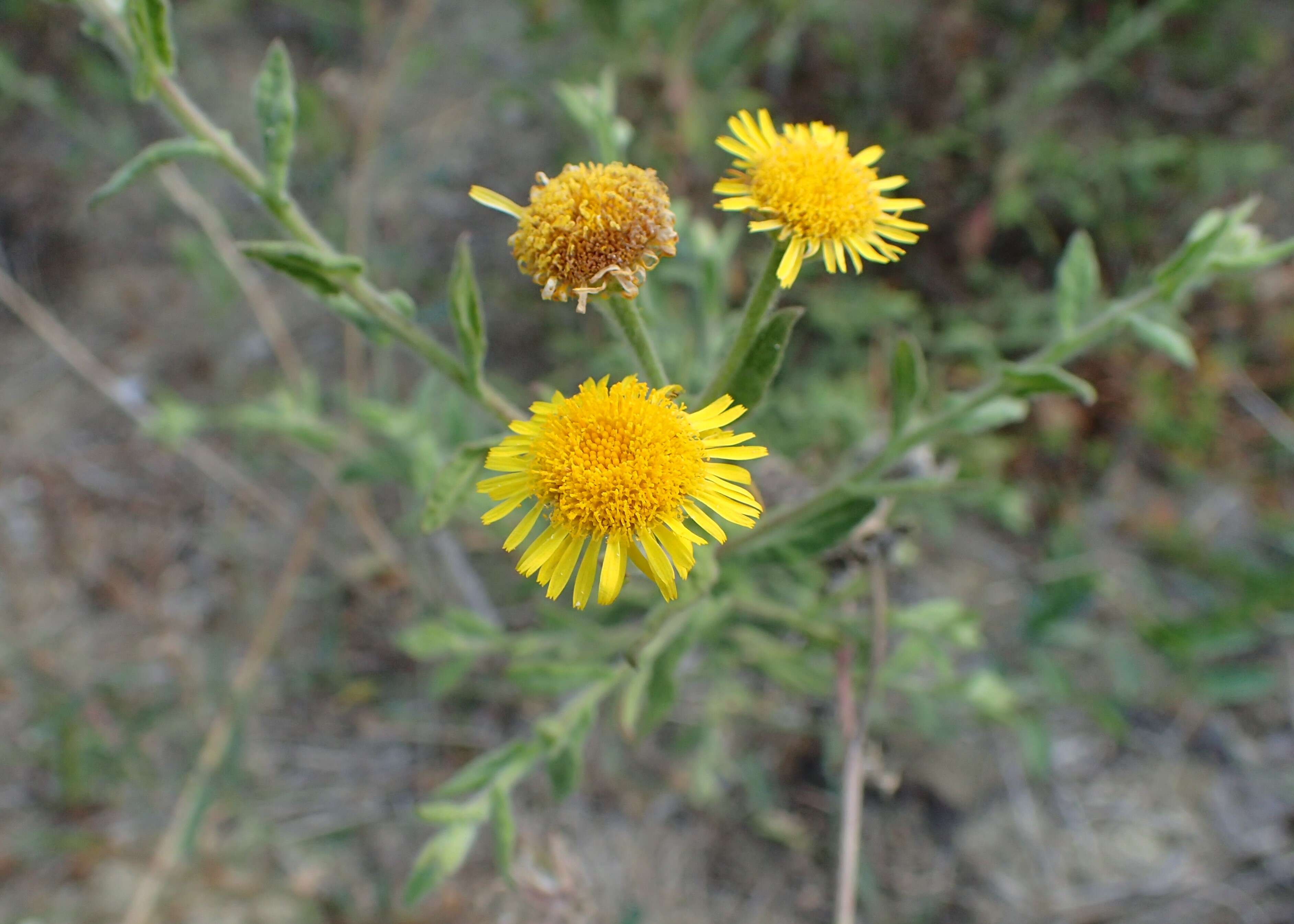 Pulicaria odora (L.) Rchb. resmi