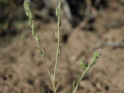 Image de Cryptantha scoparia A. Nels.