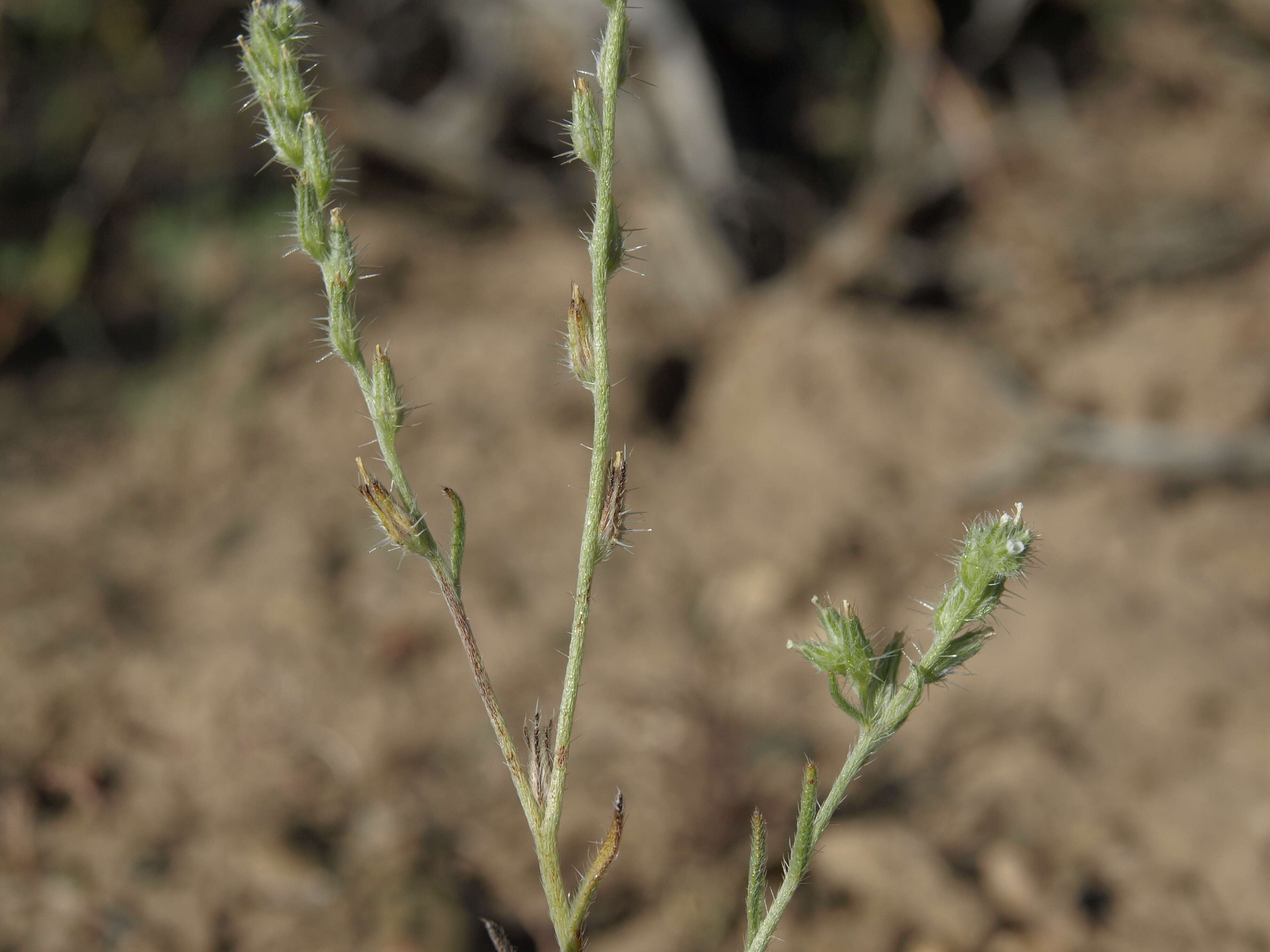 صورة Cryptantha scoparia A. Nels.