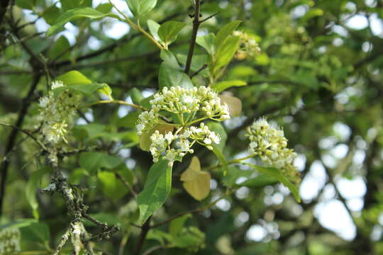 Image of Viburnum triphyllum Benth.