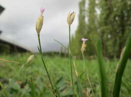 Image of Proliferous Pink