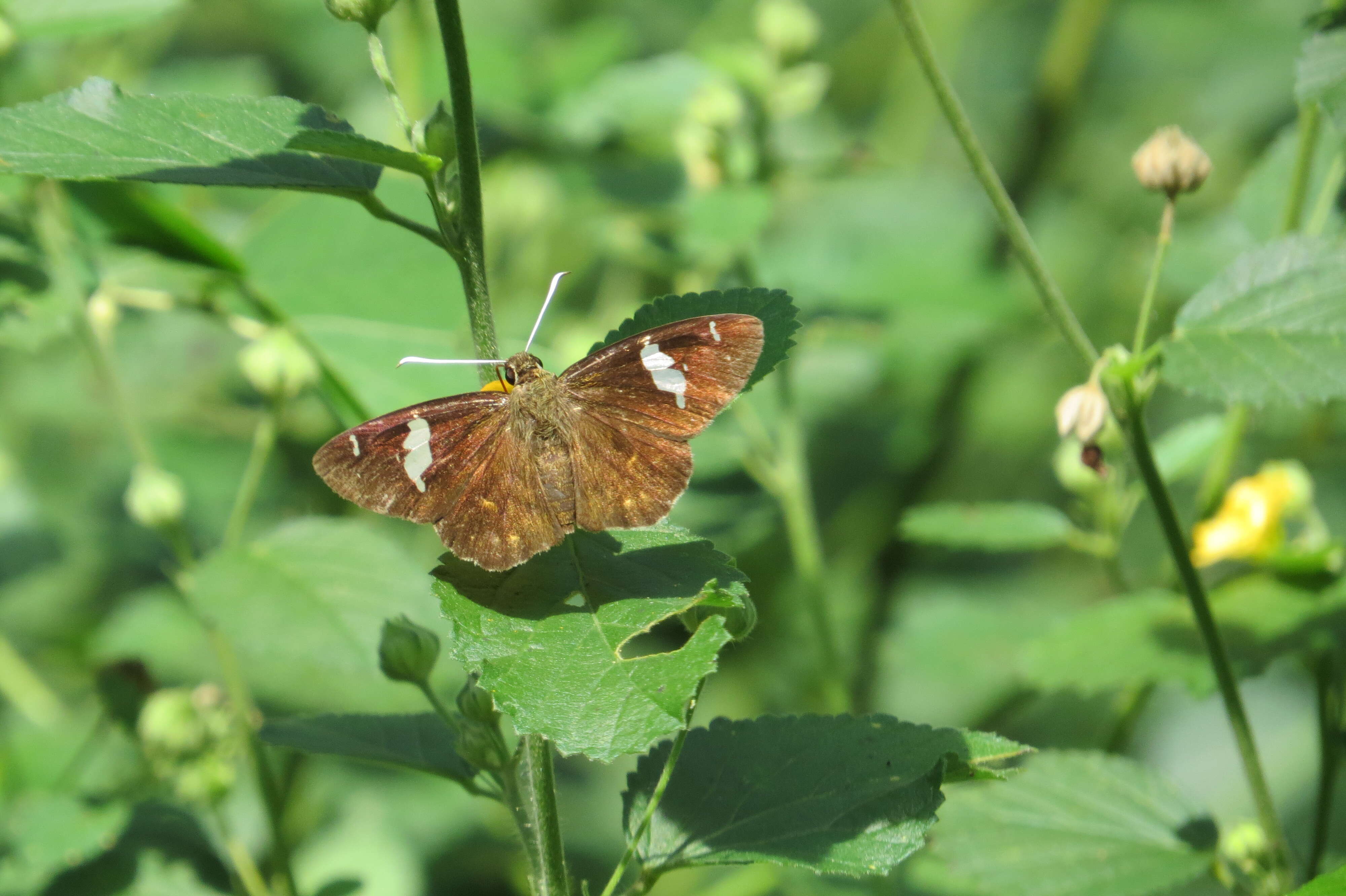 Celaenorrhinus leucocera Kollar 1848 resmi