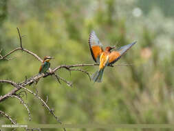 Image of bee-eater, european bee-eater