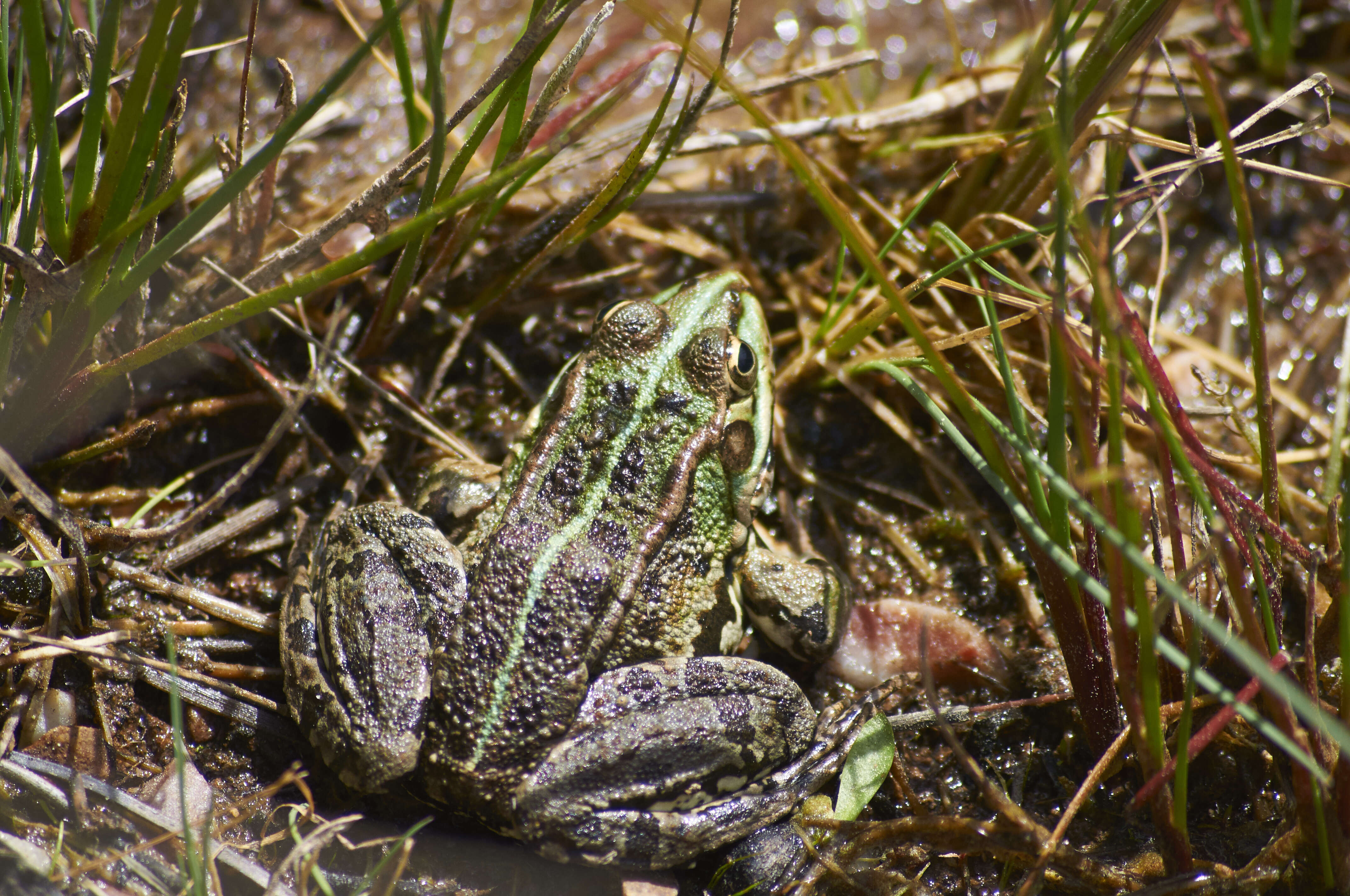 Image of Perez's Frog