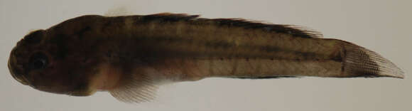 Image of Naked Goby