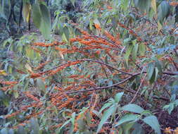Imagem de Debregeasia longifolia (Burm. fil.) Wedd.