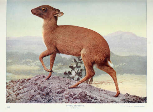 Image of Bates' Pygmy Antelope