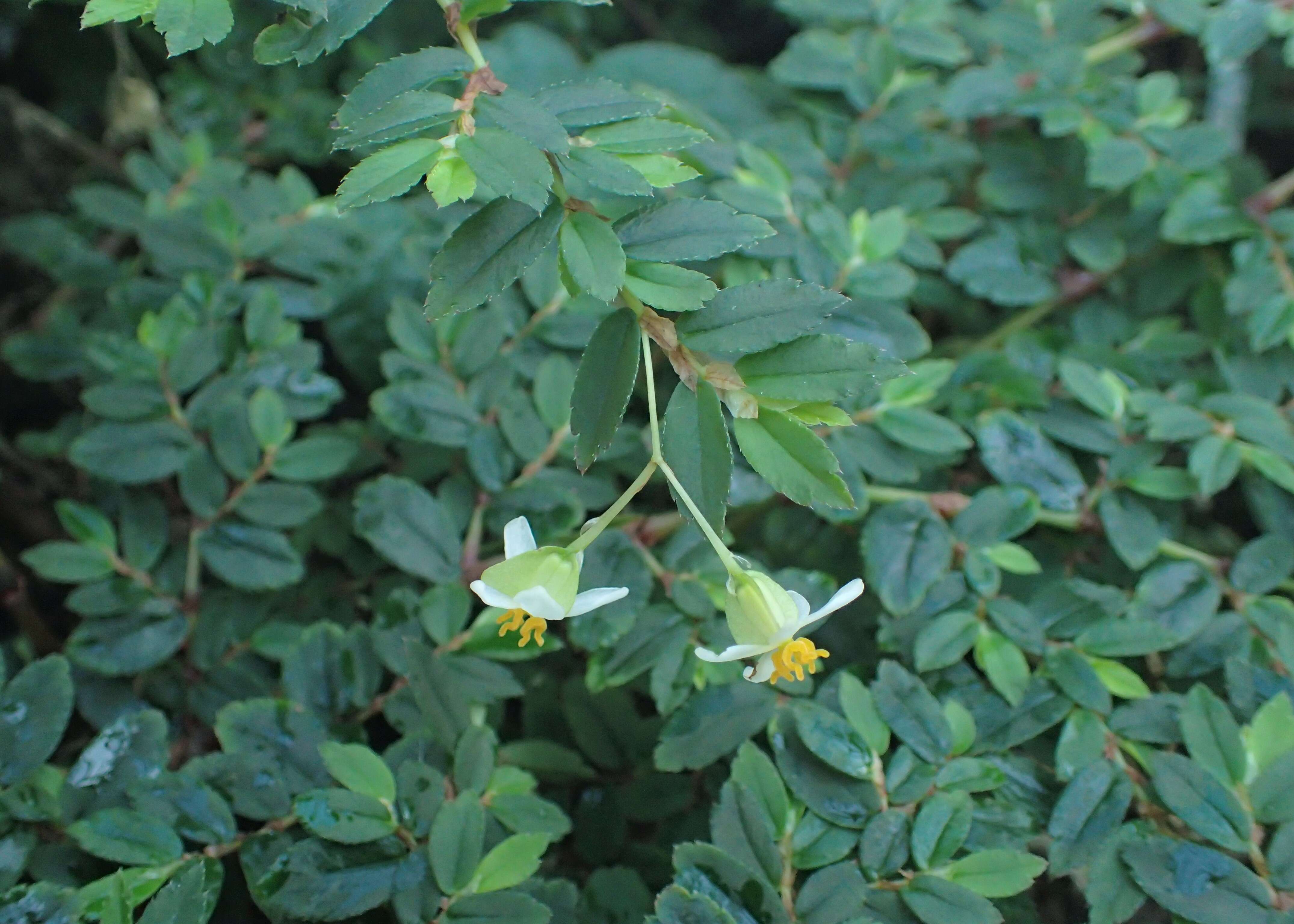 Image of fuchsia begonia