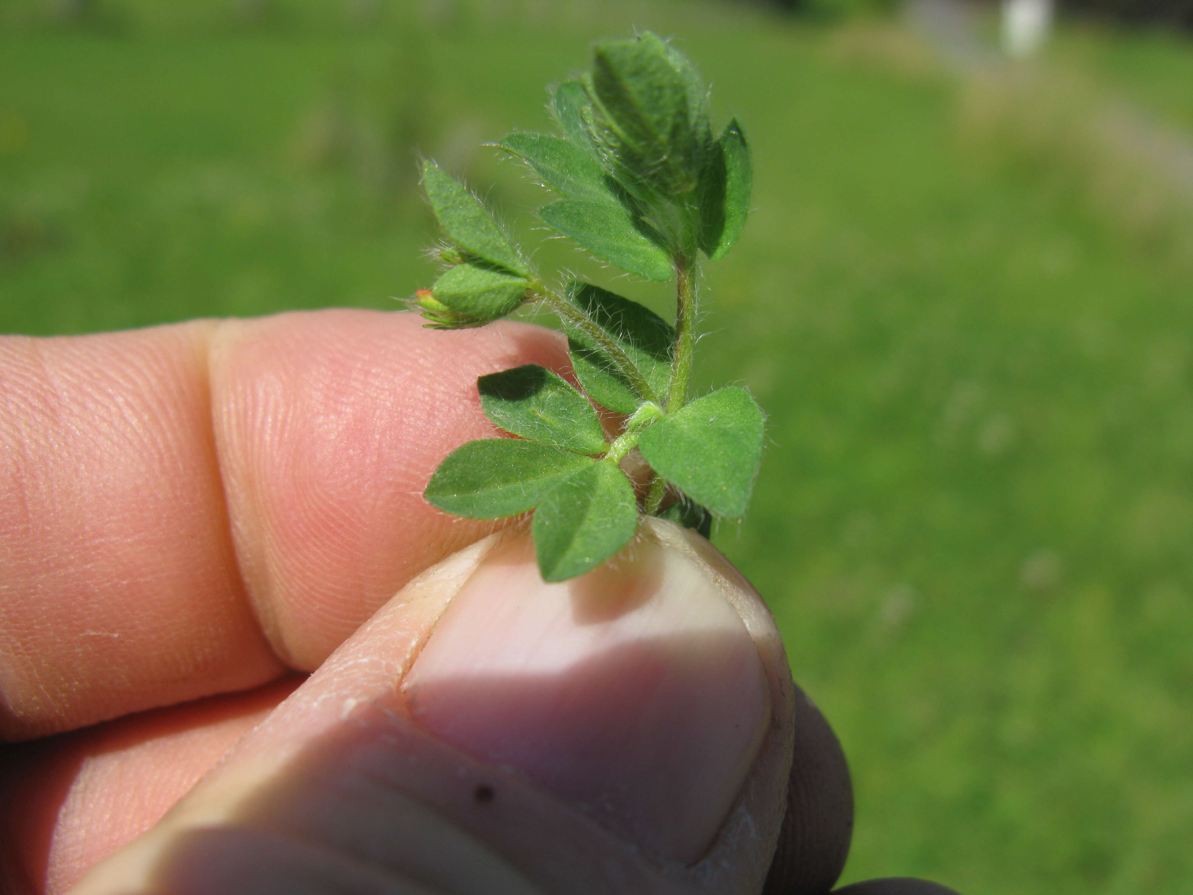 Image of hairy bird's-foot trefoil