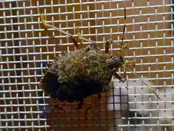 Image of Brown marmorated stink bug