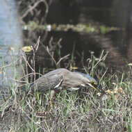 Image of Green-backed Heron