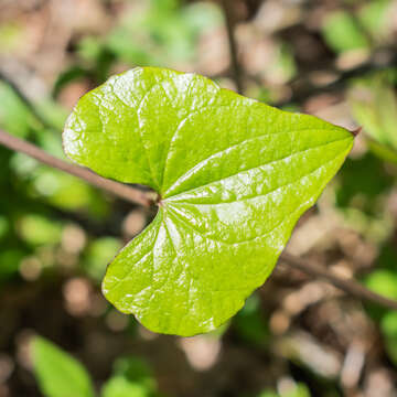 Image of Dioscorea communis (L.) Caddick & Wilkin