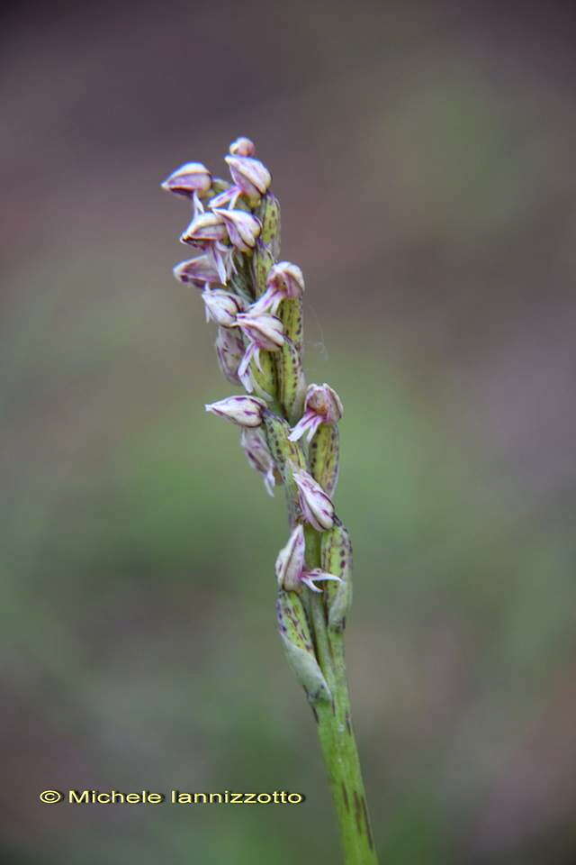 Image of Dense-flowered orchid