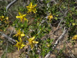 Image de Larrea tridentata (Sesse & Moc. ex DC.) Coult.