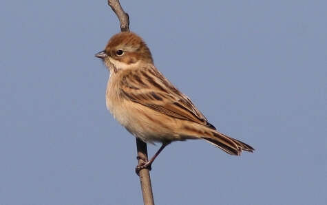 Image of Pallas's Bunting