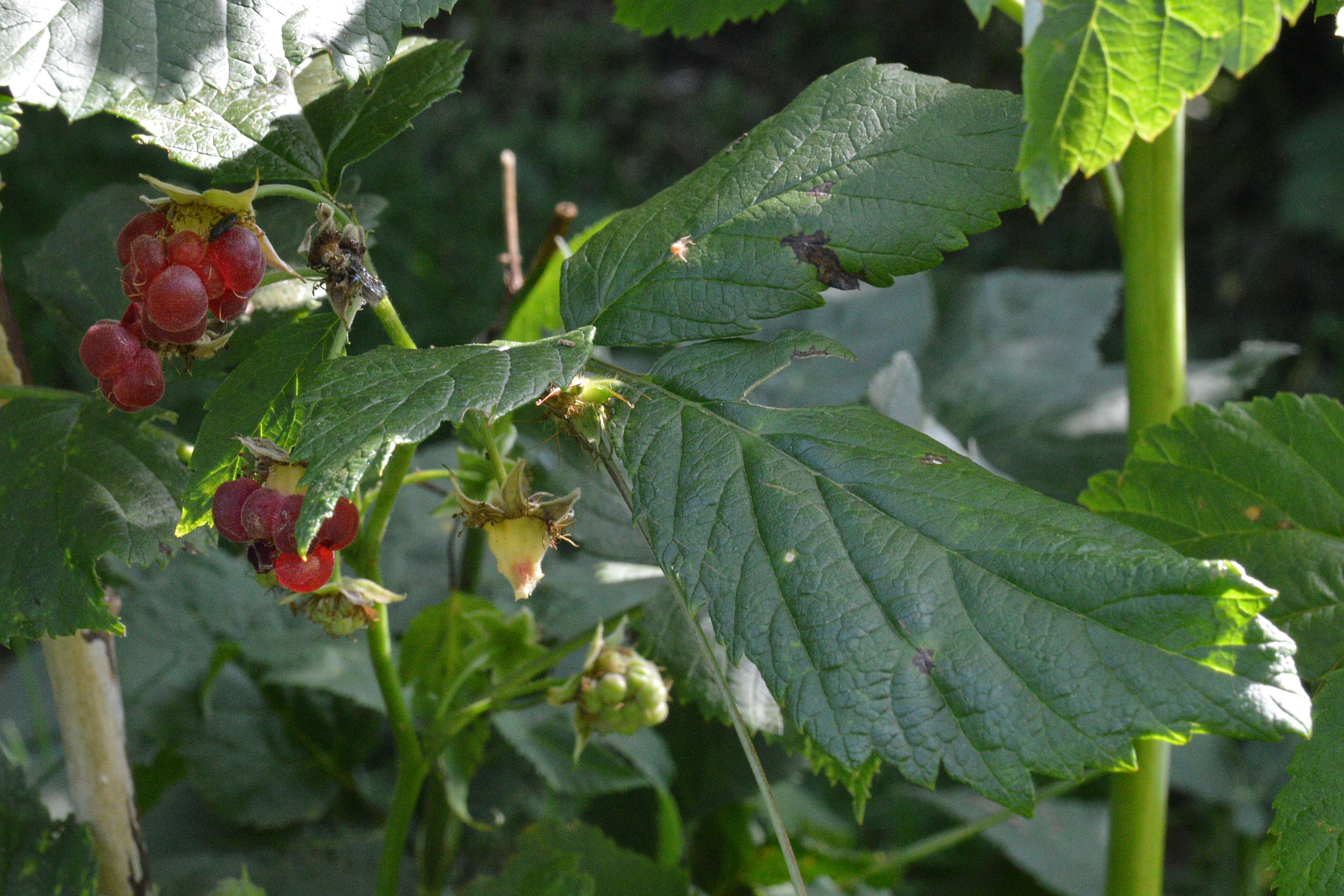 Image of Raspberry