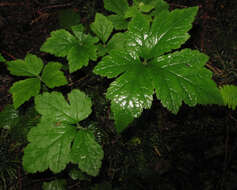 Image of threeleaf foamflower