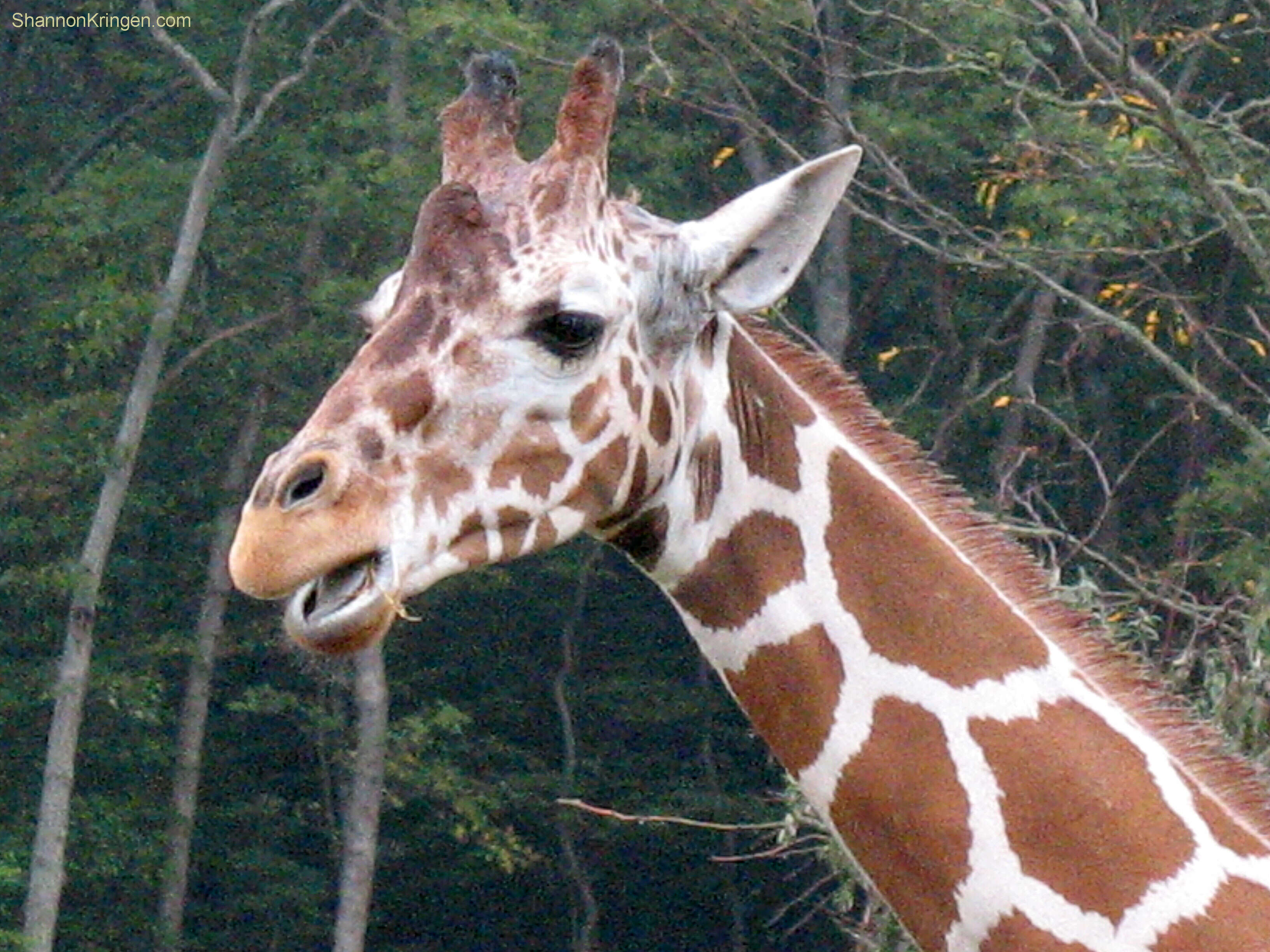 Image of Giraffe