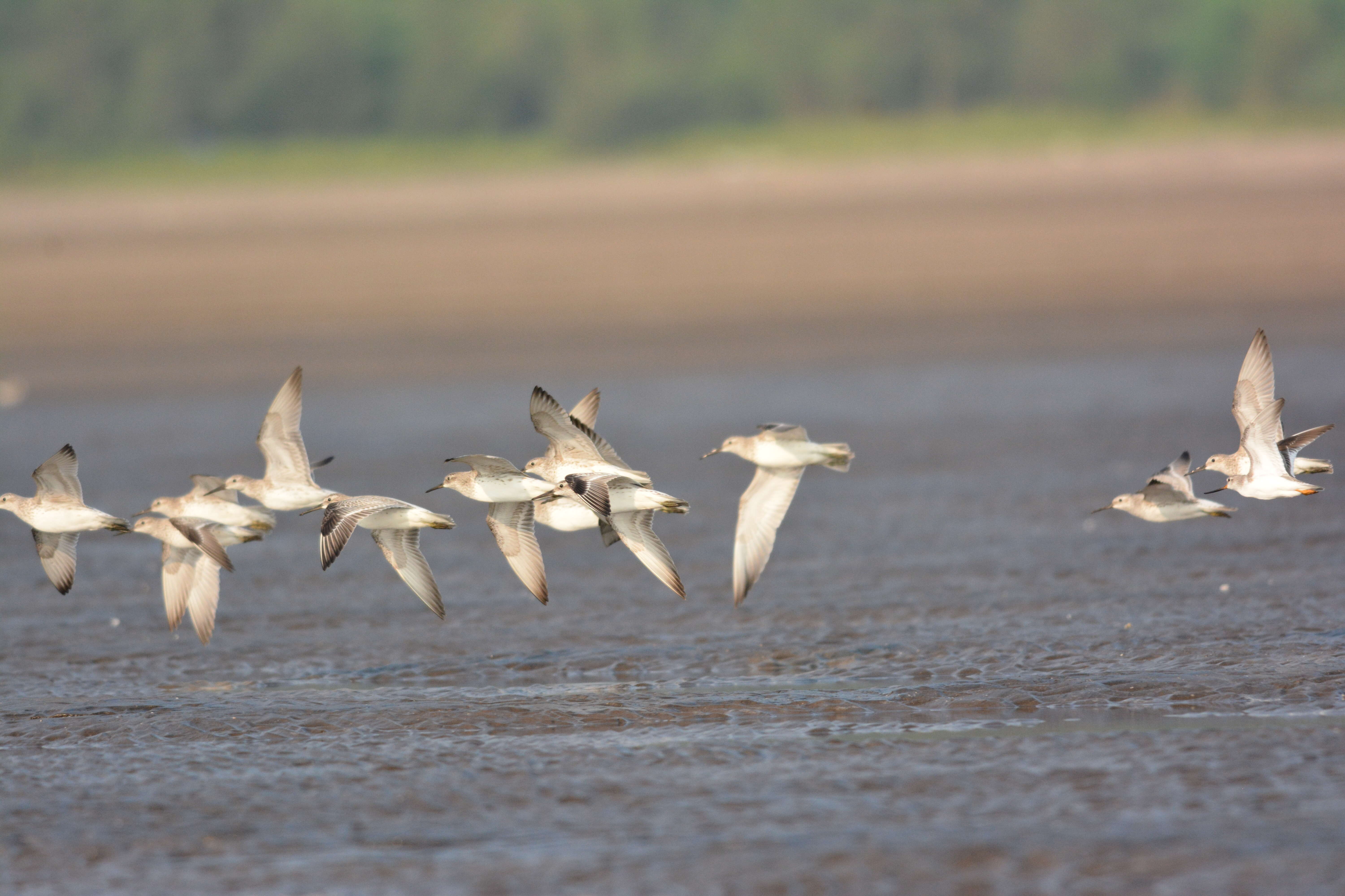 Image of Great Knot