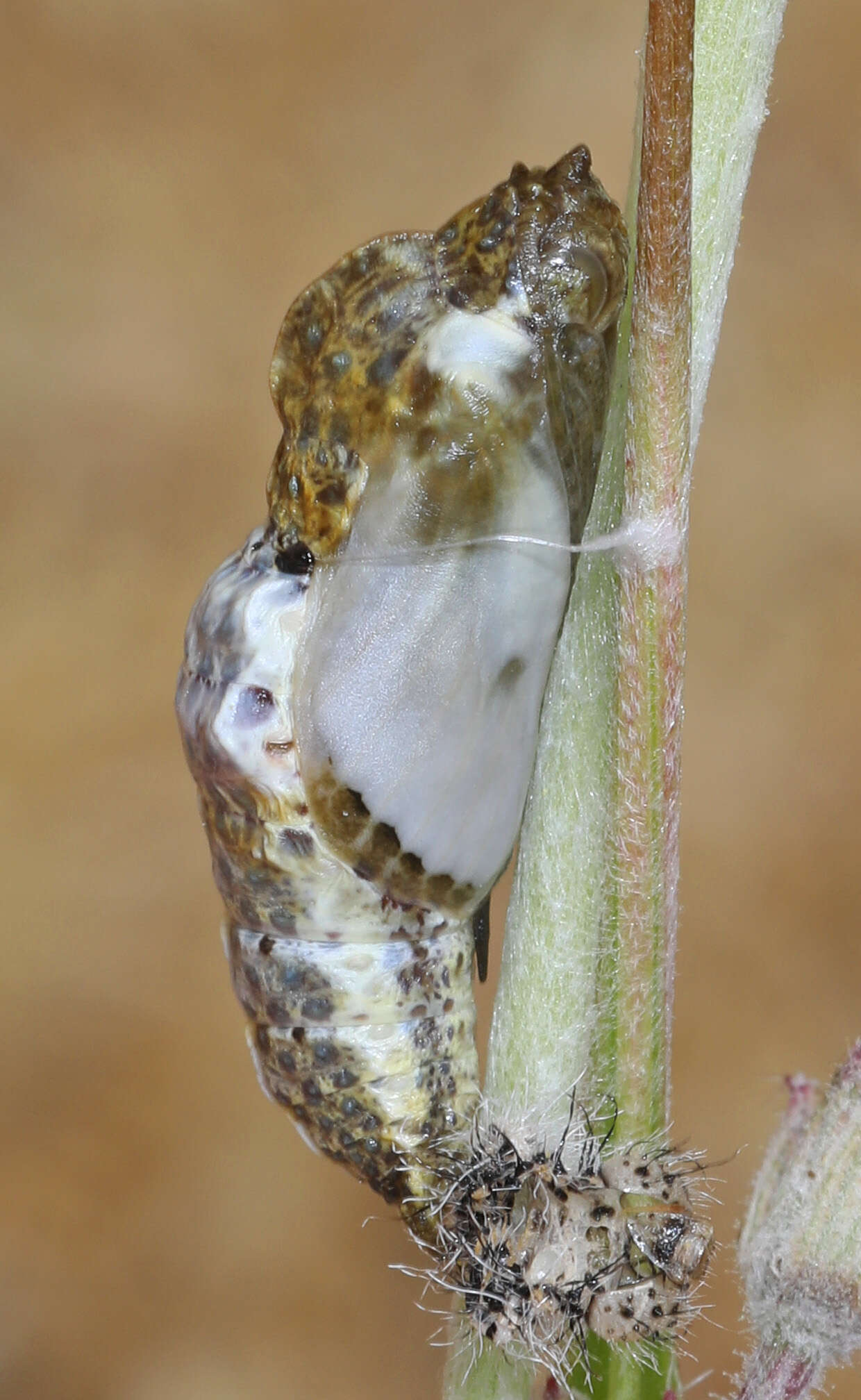 Image of Checkered White