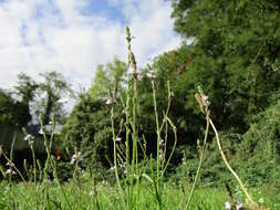 Image of herb of the cross