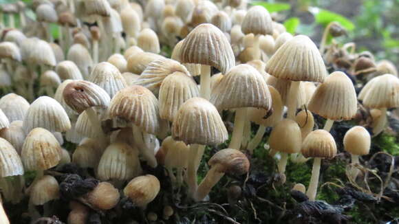 Image of Coprinellus disseminatus (Pers.) J. E. Lange 1938