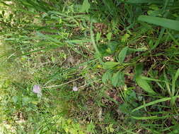 Image of Devil’s Bit Scabious