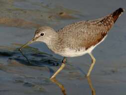 Image of Wood Sandpiper