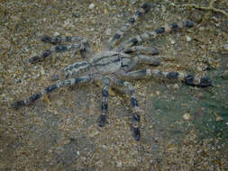 Image of Sri Lankan Ornamental Tarantula