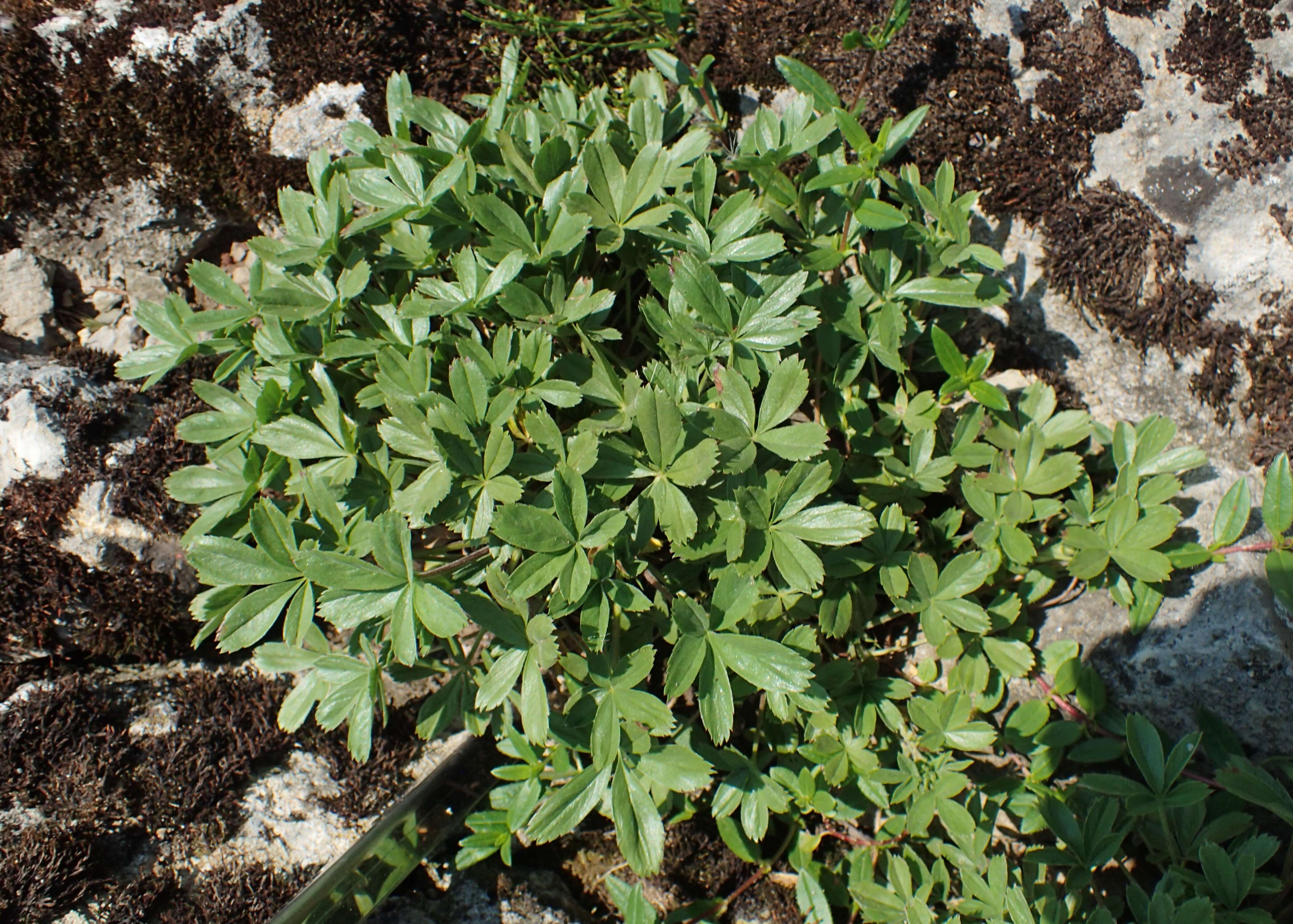 Image of Potentilla caulescens L.