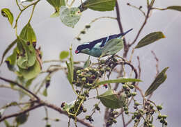 Слика од Tangara cyanotis (Sclater & PL 1858)