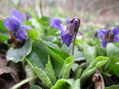 Image of sweet violet