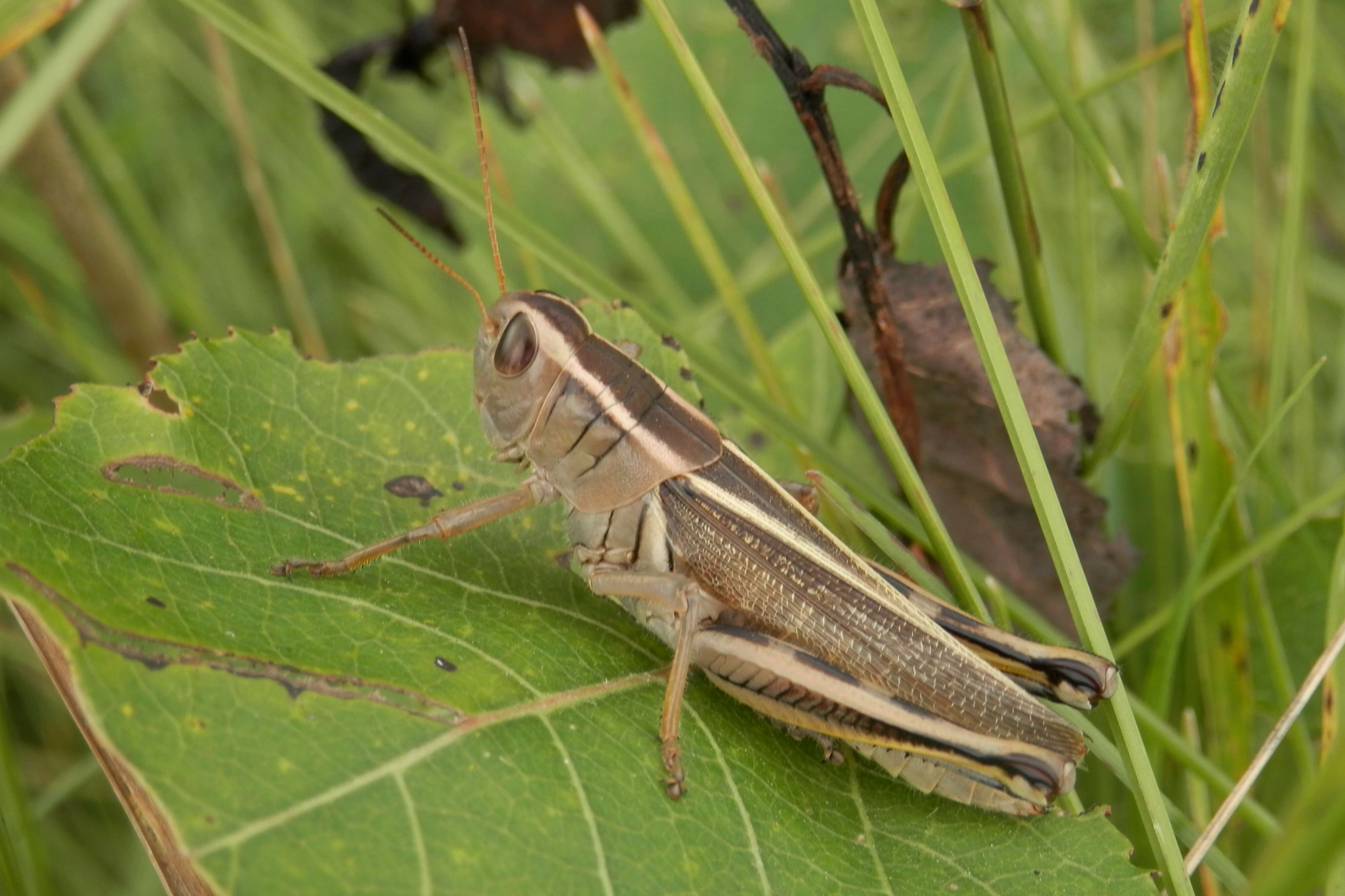 Melanoplus bivittatus (Say 1825)的圖片