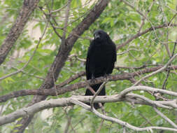 Image of Eastern Carrion Crow