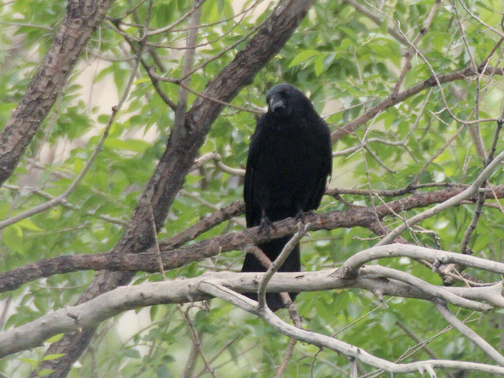 Image of Eastern Carrion Crow