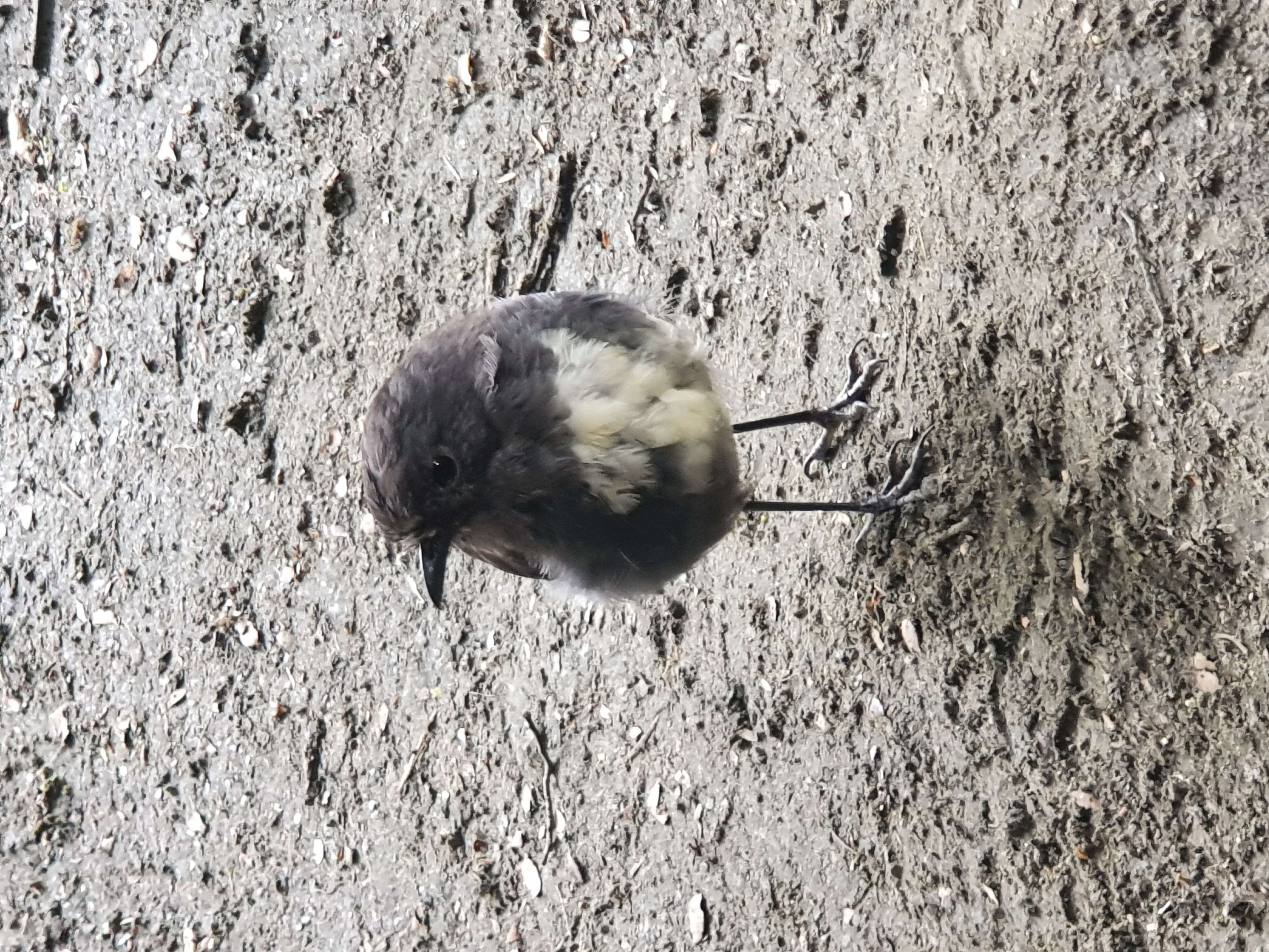 Image of New Zealand Robin