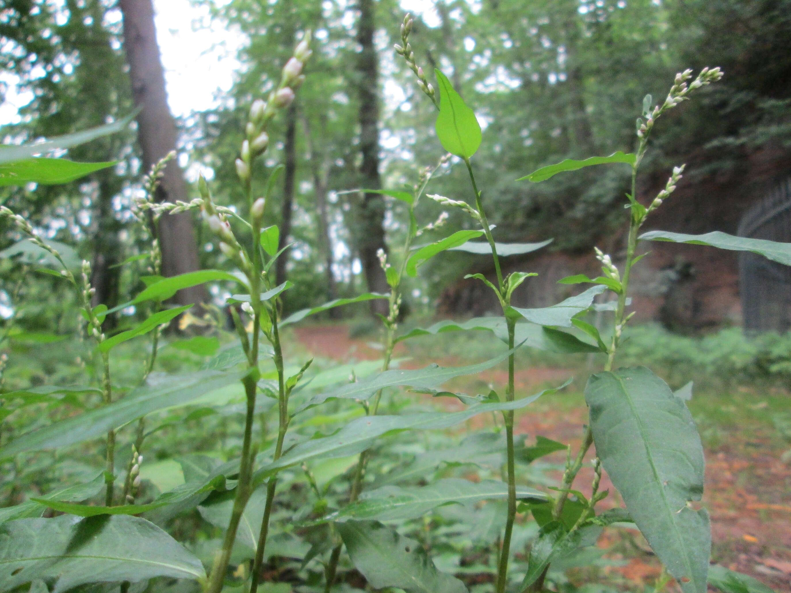 Image of Water-pepper