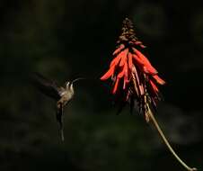 Image of Long-billed Hermit