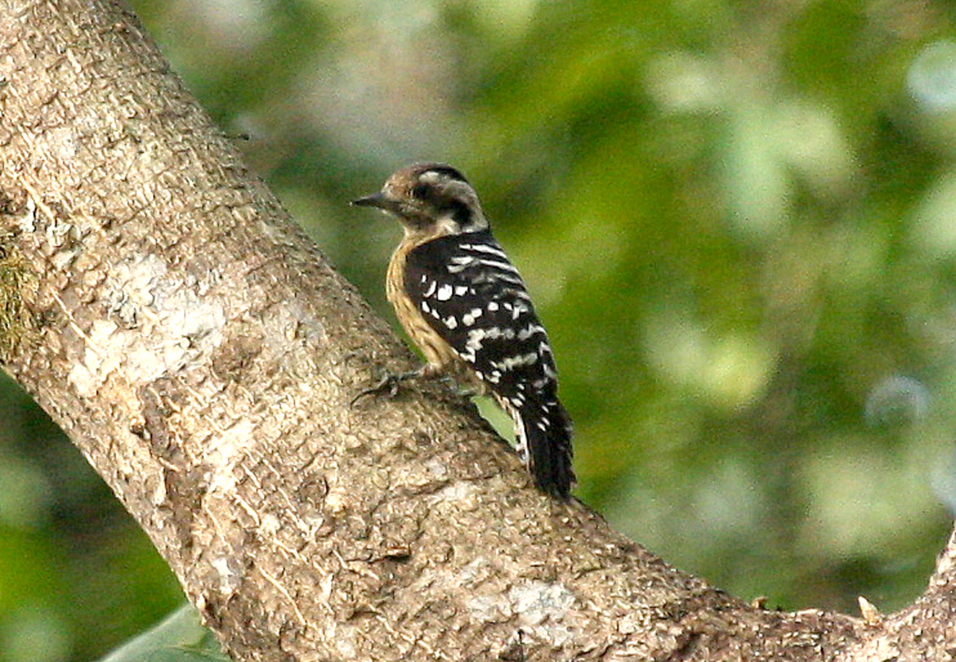 Image of Dendrocopos canicapillus