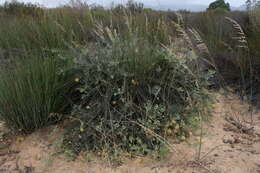 Imagem de Leucospermum arenarium Rycroft