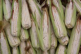 Image of corn