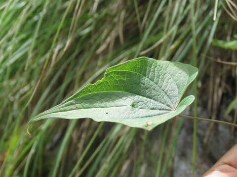 صورة Dioscorea deltoidea Wall. ex Griseb.